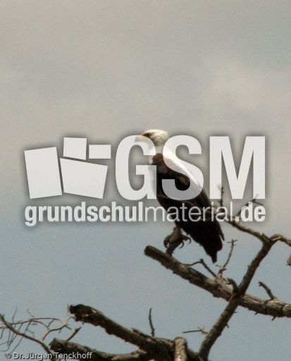 Schreiseeadler (1 von 2).jpg